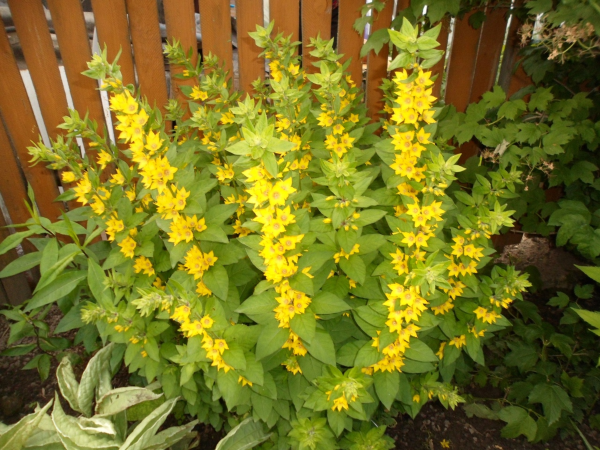 Вербейник кистецветный