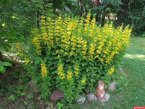 Вербейник обыкновенный