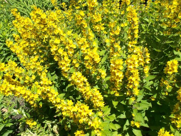 Вербейник точечный (Lysimachia punctata)