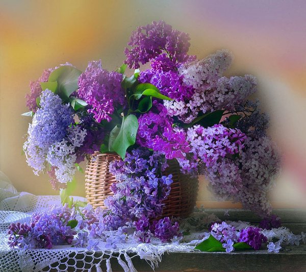 Цветы сирени