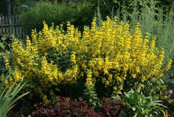 Вербейник Дубравный