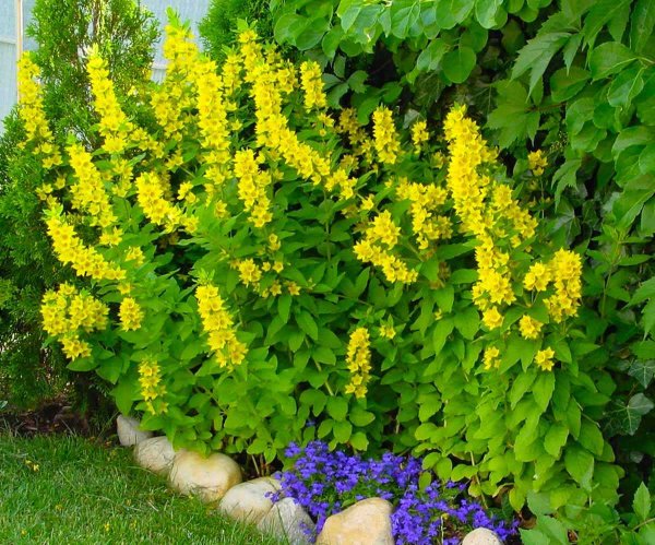 Вербейник точечный (Lysimachia punctata)