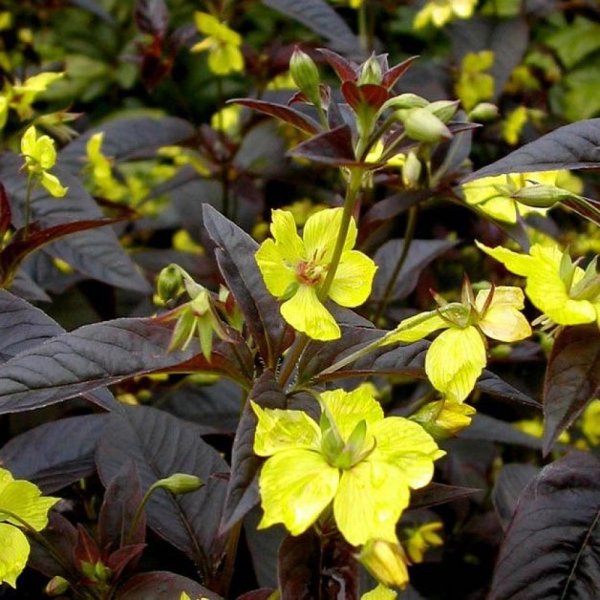 Вербейник Ландышевый