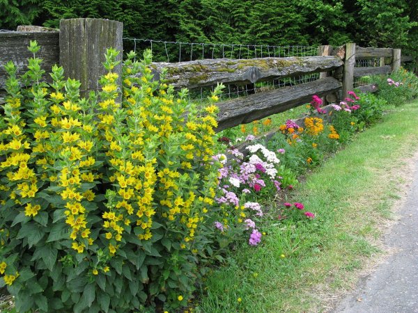 Вербейник точечный Golden Alexander