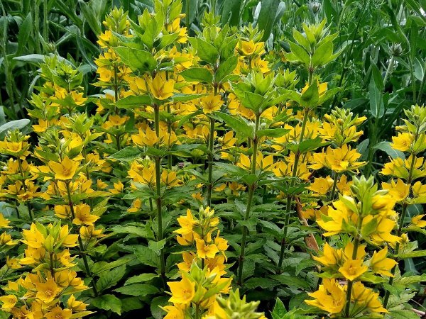 Вербейник Златовласка