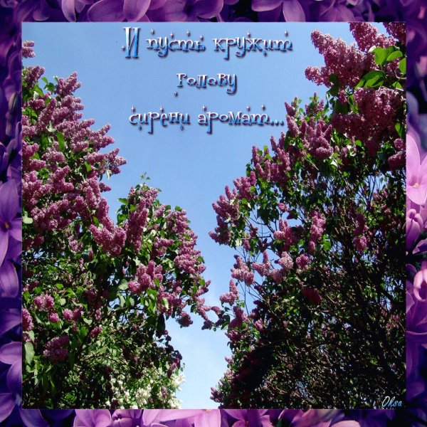 Сиреневое настроение