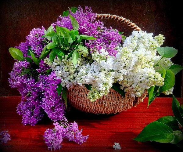 Красивые букеты сирени с пожеланиями