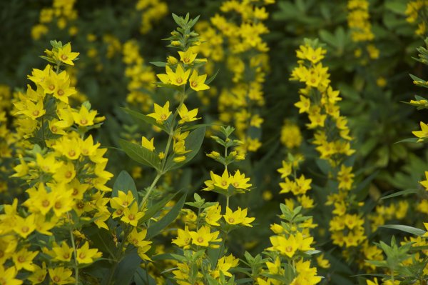 Вербейник малиновый