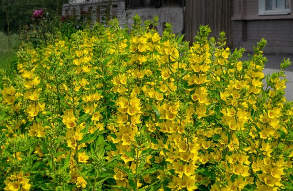 Вербейник Лизимахия