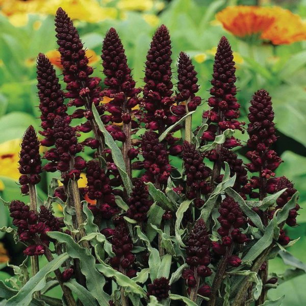 Вербейник Clethroides