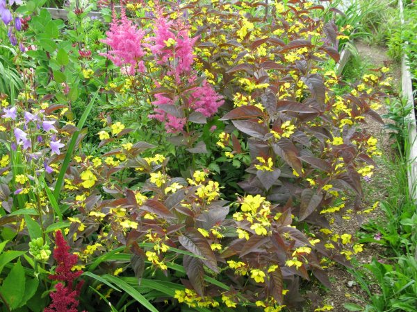 Вербейник точечный