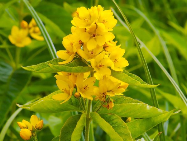 Вербейник точечный (Lysimachia punctata)