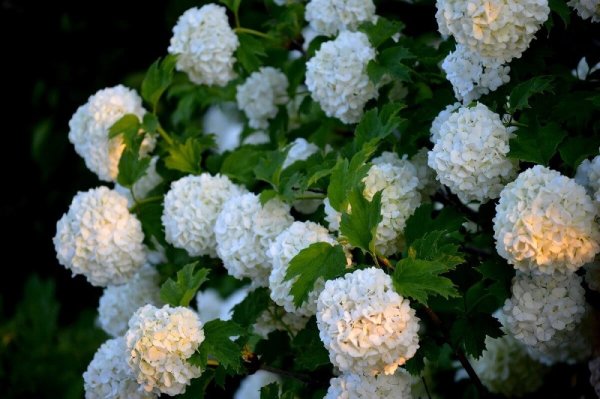 Кустарник Калина бульденеж