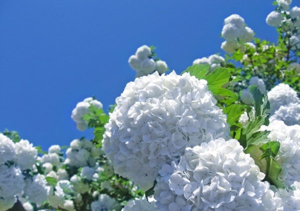 Калина декоративная бульденеж