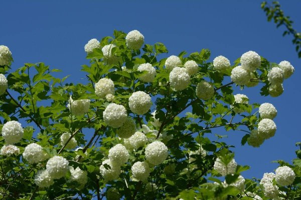 Калина декоративная бульденеж