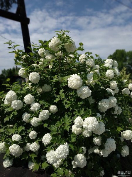 Кустарник Калина бульденеж