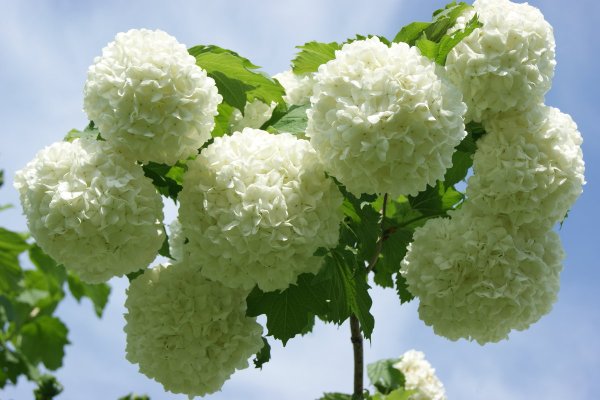 Цветок Калина бульденеж