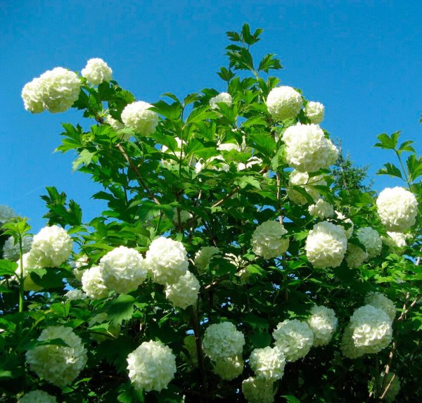 Калина бульденеж