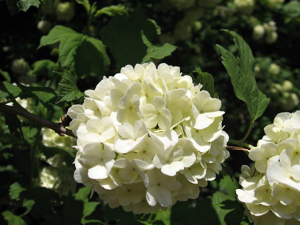 Калина обыкновенная бульденеж