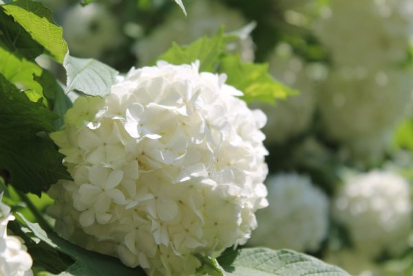 Калина бульденеж