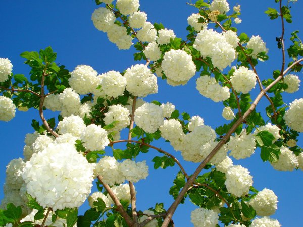 Цветок Калина бульденеж