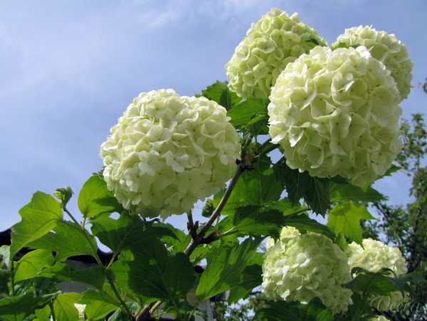 Калина декоративная бульденеж