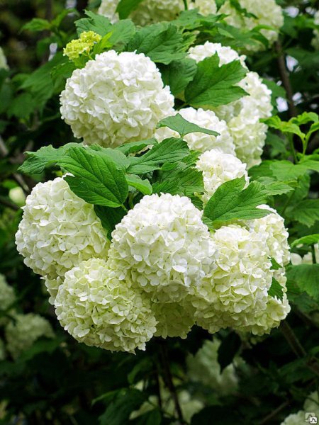 Калина бульденеж соцветие