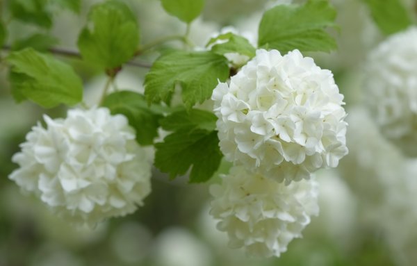 Калина Цветущая бульденеж