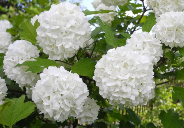 Калина обыкновенная бульденеж