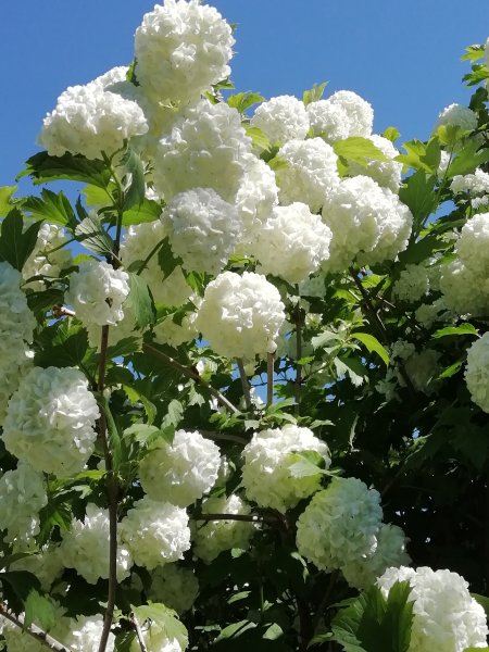 Калина бульденеж