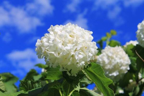 Калина обыкновенная бульденеж