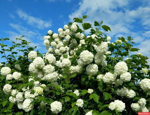 Вибурнум Калина бульденеж