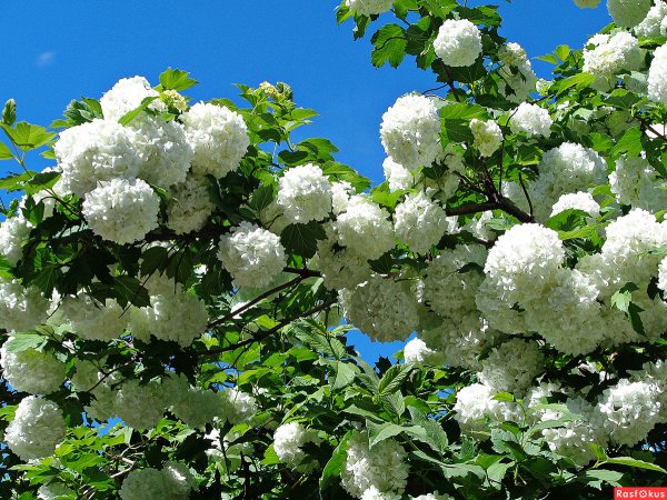 Калина декоративная бульденеж