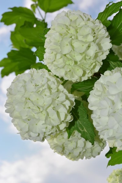 Калина бульденеж букет