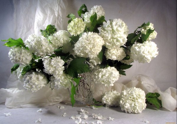 Гортензия бульденеж