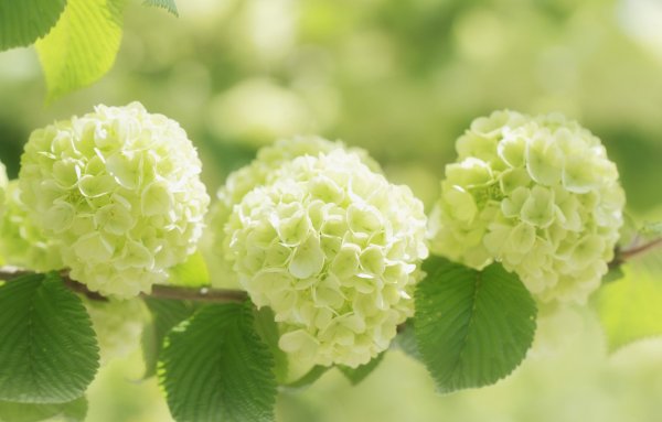 Калина бульденеж