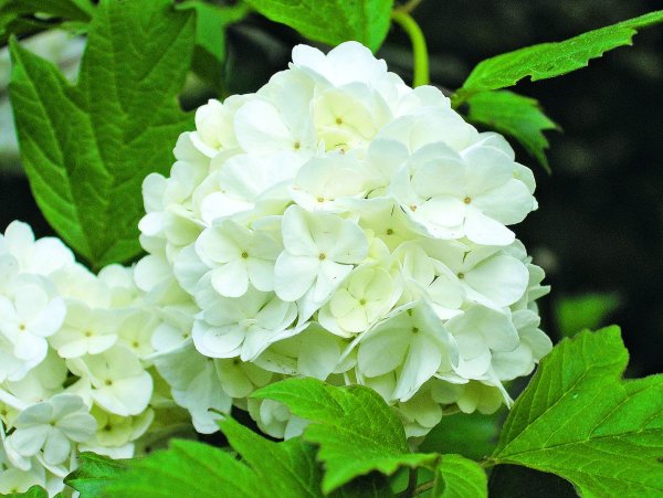 Калина бульденеж