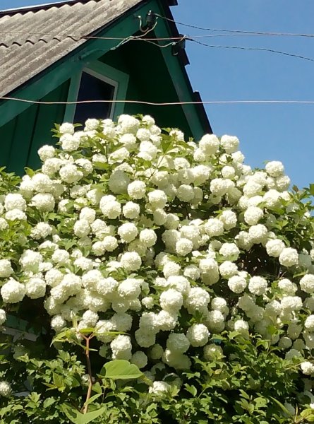 Калина бульденеж