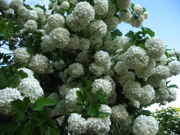 Калина обыкновенная Розеум