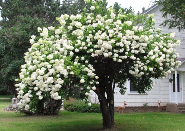 Калина бульденеж
