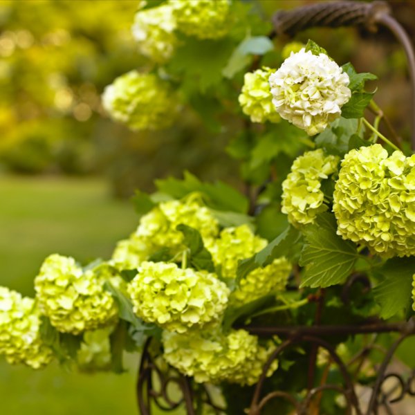 Калина бульденеж