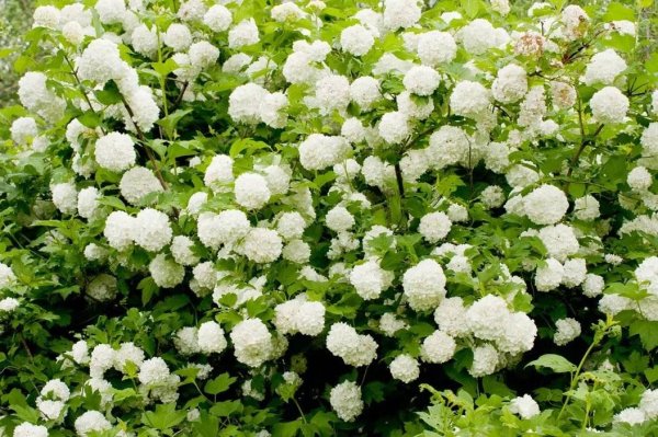 Нитекс Калина бульденеж