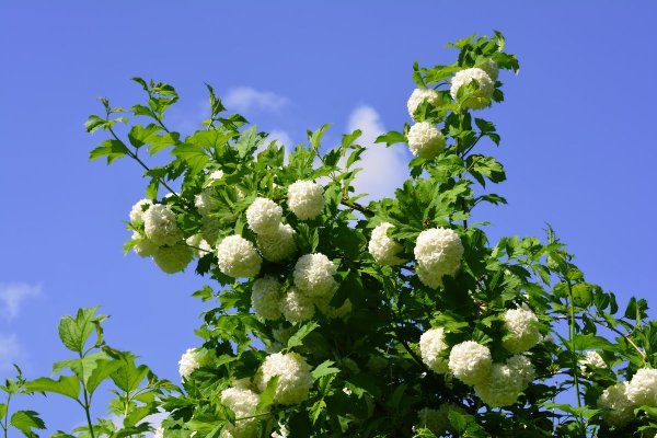 Калина декоративная бульденеж