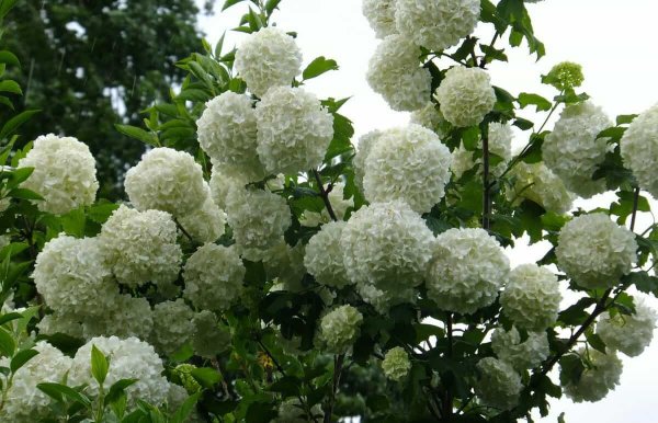 Калина бульденеж