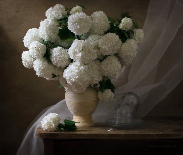 Калина бульденеж