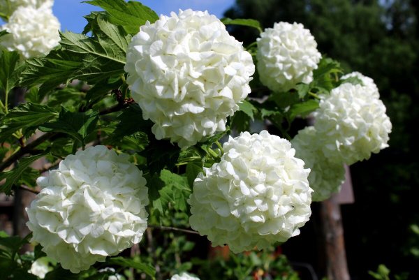 Калина декоративная бульденеж