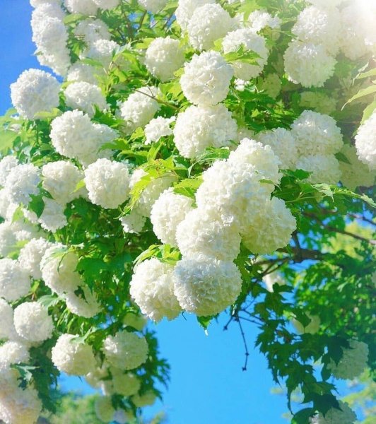 Калина декоративная бульденеж