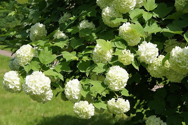 Калина бульденеж