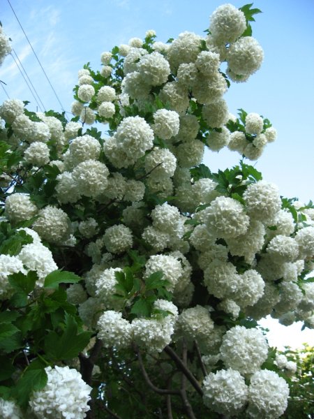 Цветок Калина бульденеж