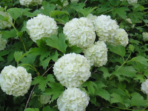 Бульденеж пломбир